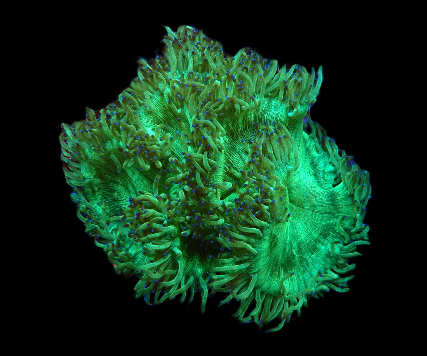 Catalaphyllia jardinei (Blaue Tips) (XL) - Wunderkoralle