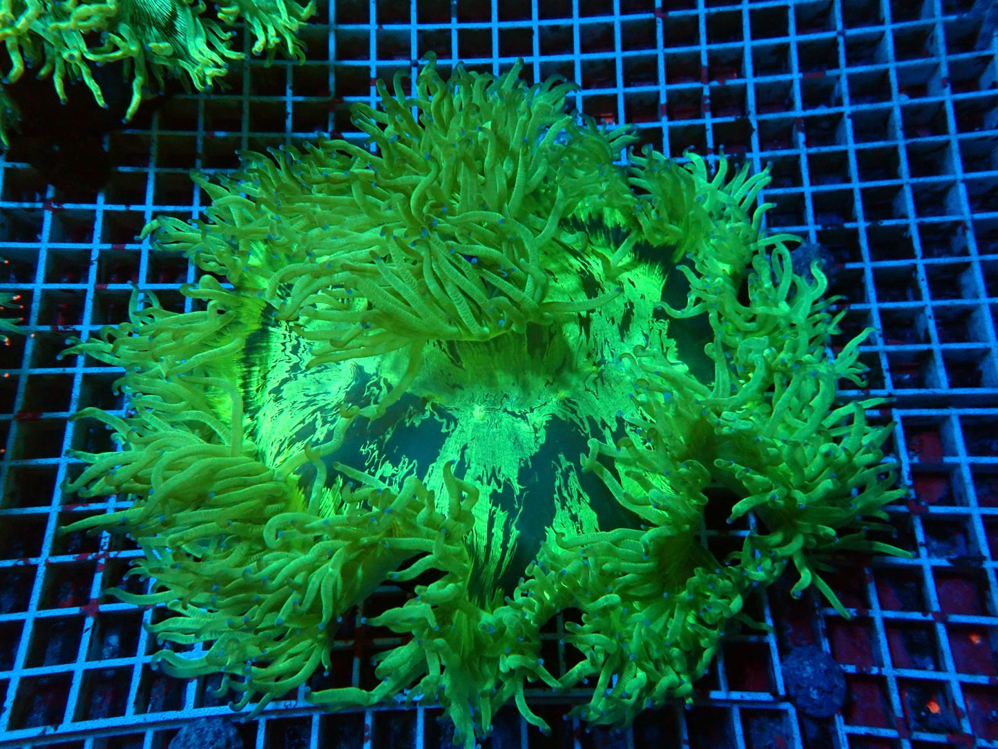 Wunderkoralle - Catalaphyllia jardinei (Blaue Tips) (XXL)