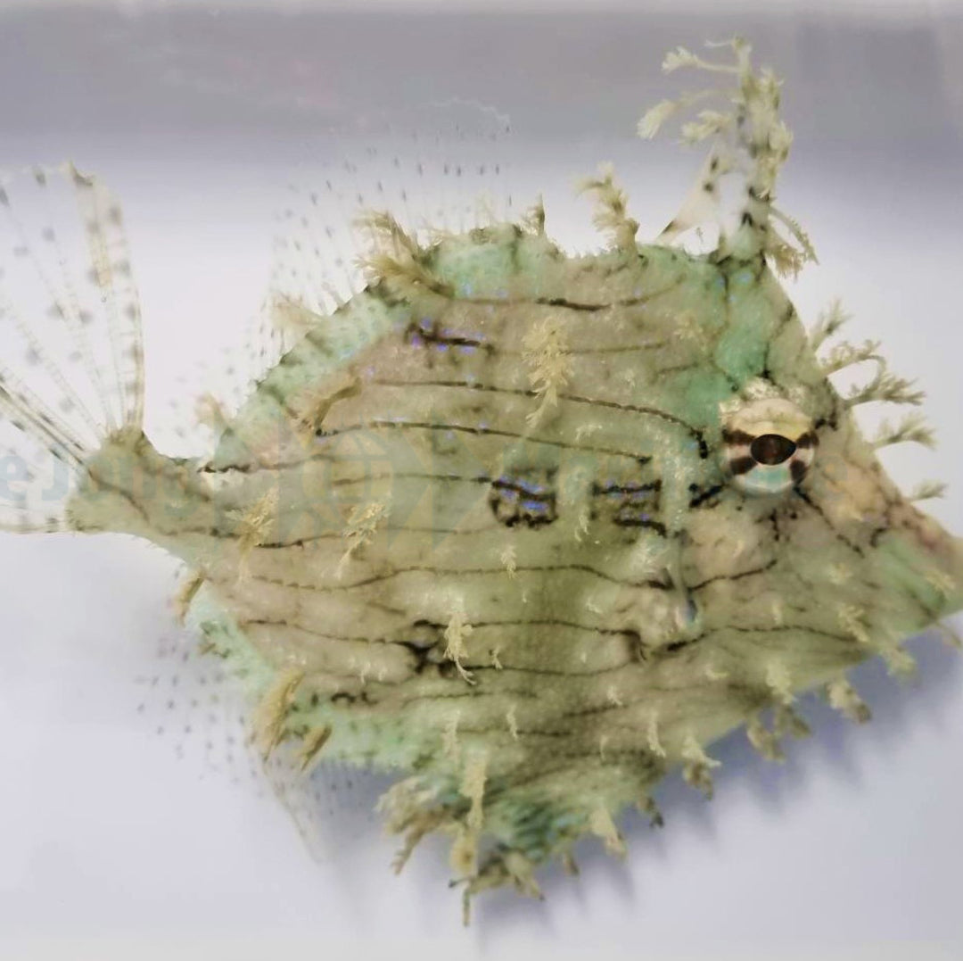 Chaetodermis penicilligerus - Schmuckfeilen Fisch