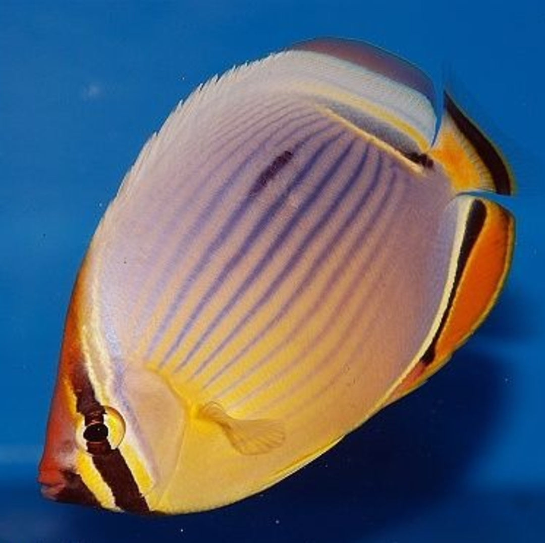 Chaetodon trifasciatus - Indischer Rippen Falterfisch