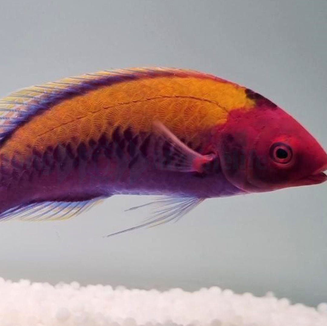 Cirrhilabrus aurantidorsalis - Orangerücken Zwerglippfisch