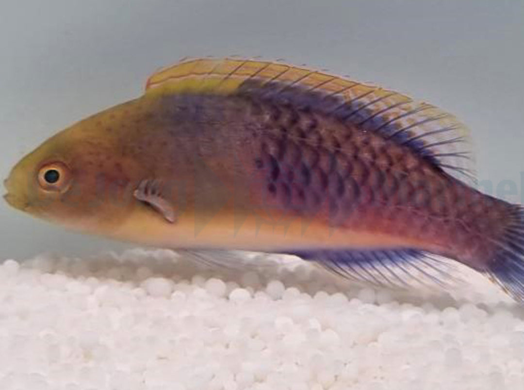 Cirrhilabrus cyanopleura - Blauschuppen Zwerglippfisch