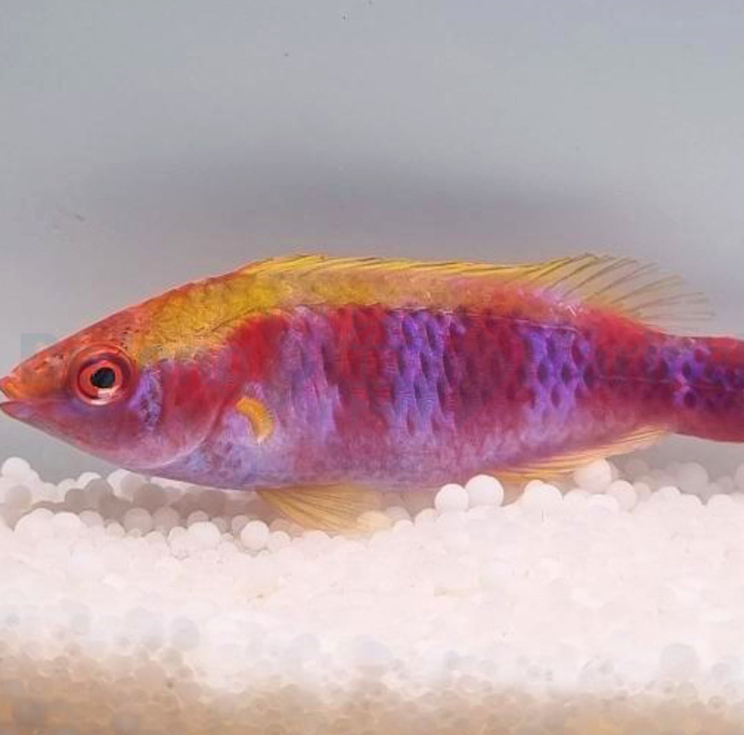 Cirrhilabrus lubbocki - Lubbocks Zwerglippfisch
