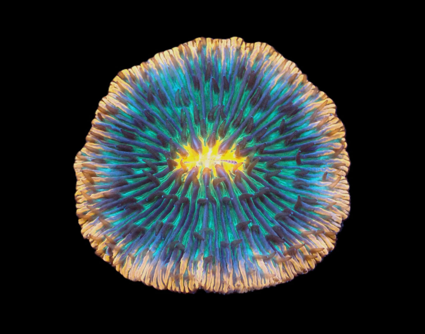 Cycloseris sp. (Meteor Strike)