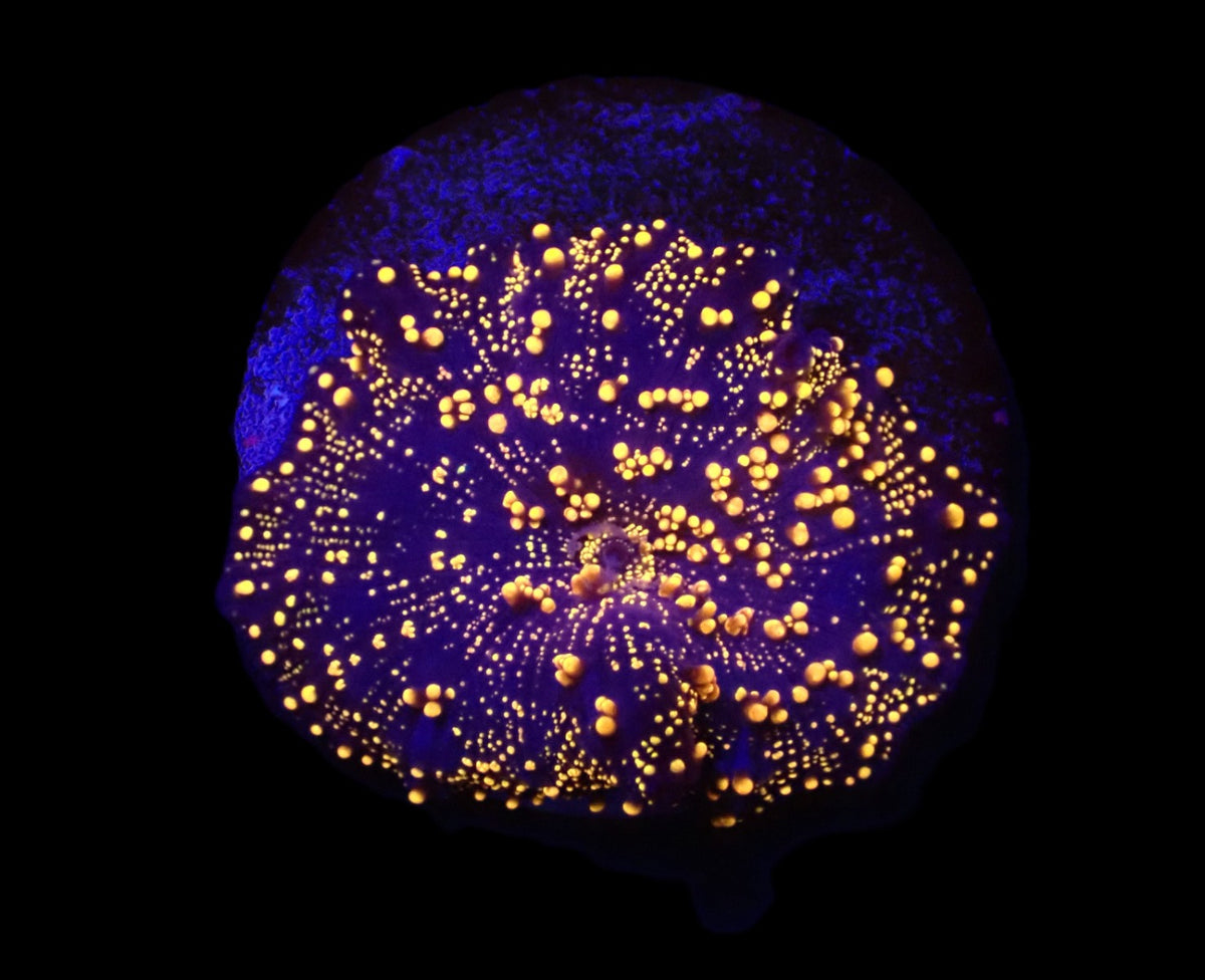 Discosoma sp. (Interstellar)