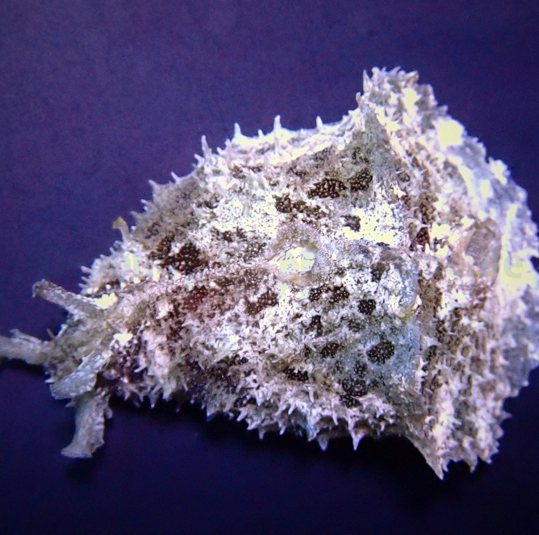 Dolabella auricularia - Seehase