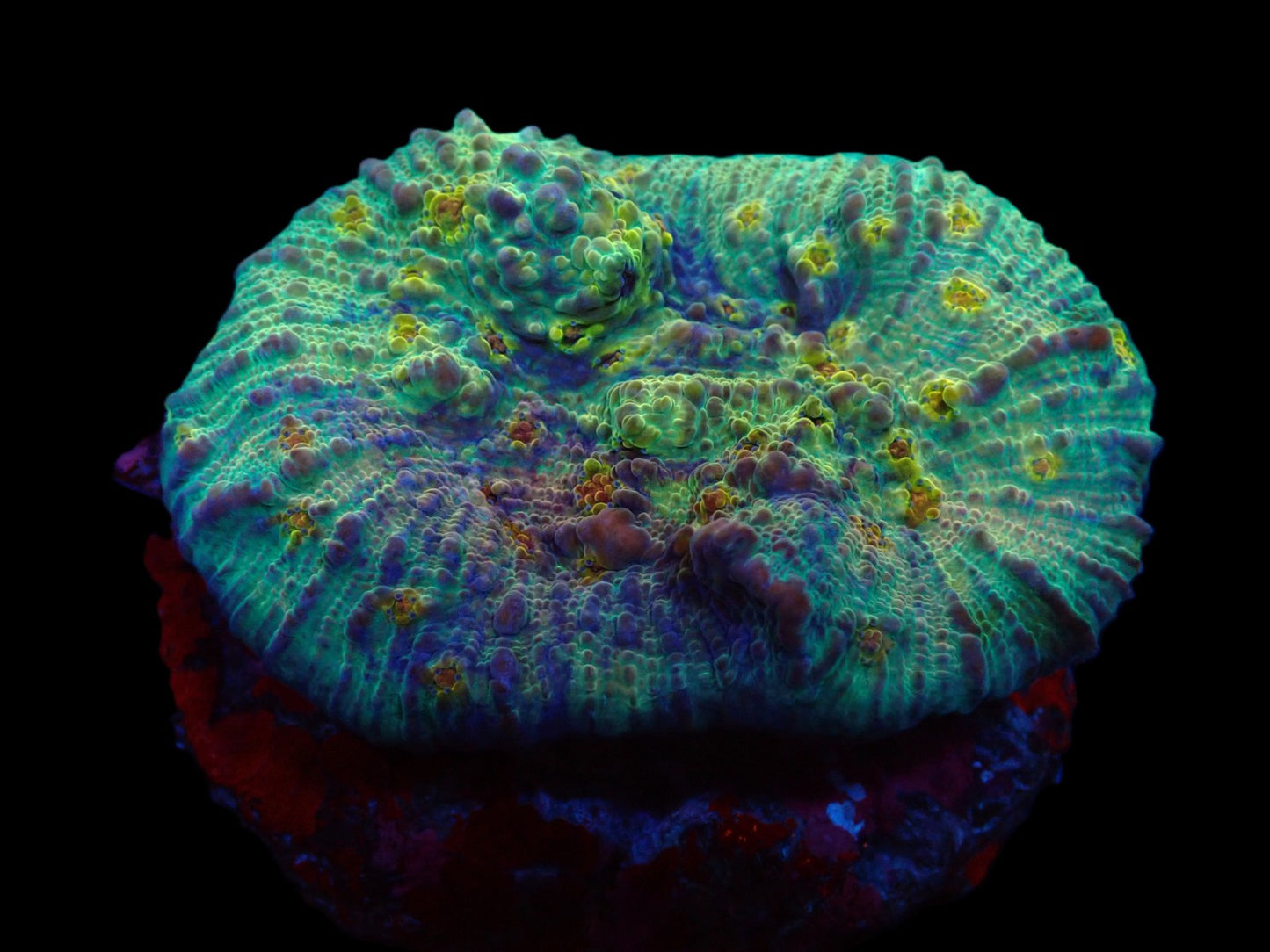 Chalice (Mother Earth)