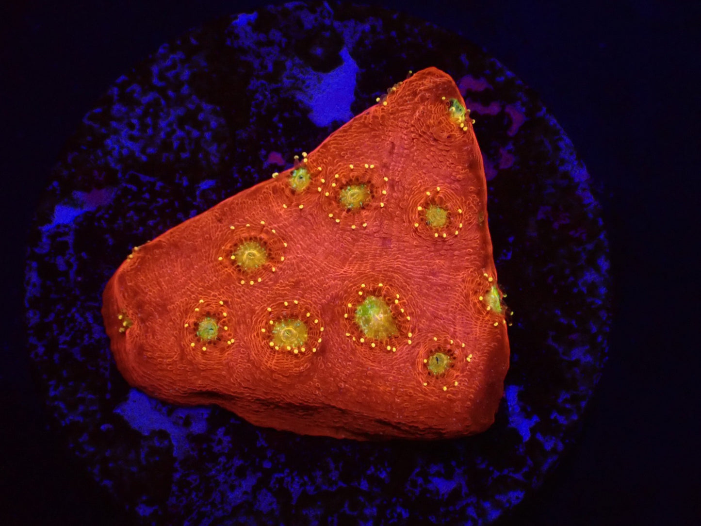 Chalice taylorae (Yellow Eye)