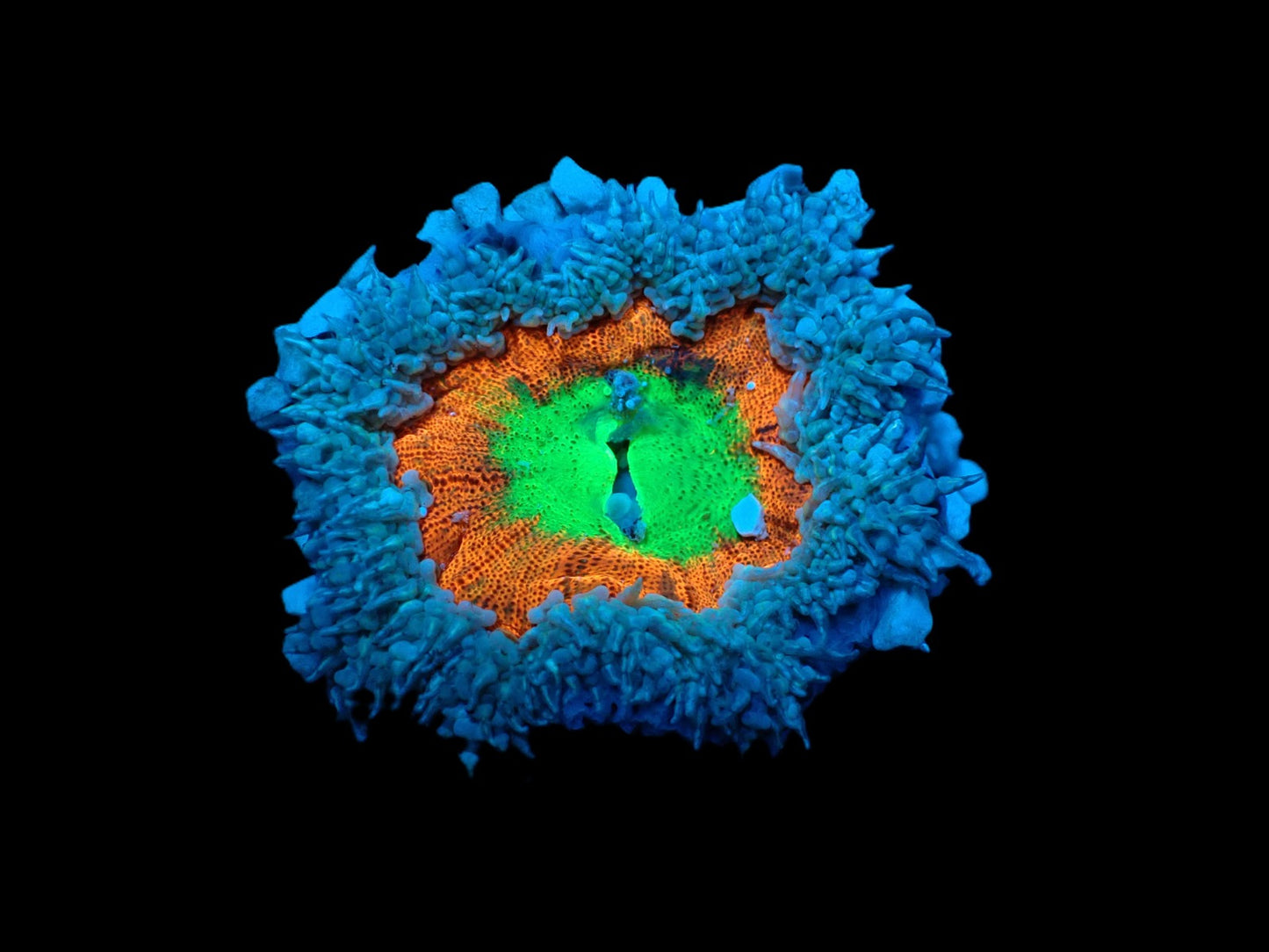 Epicystis crucifer (Ultra)