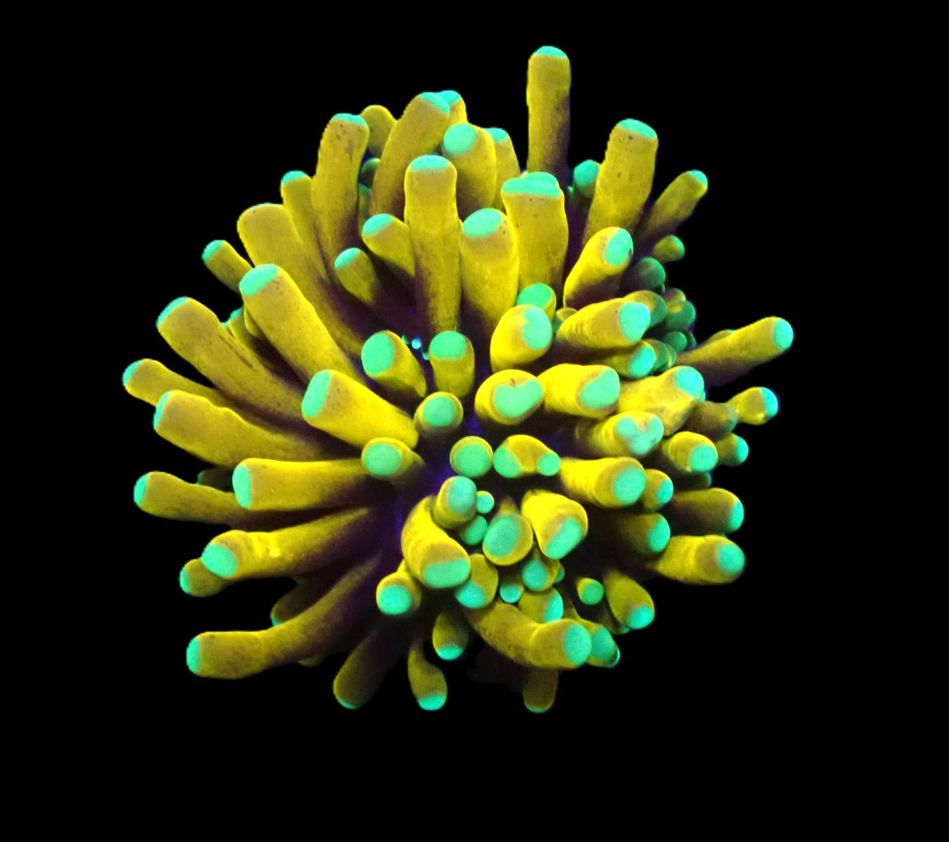 Euphyllia cristata (24k)