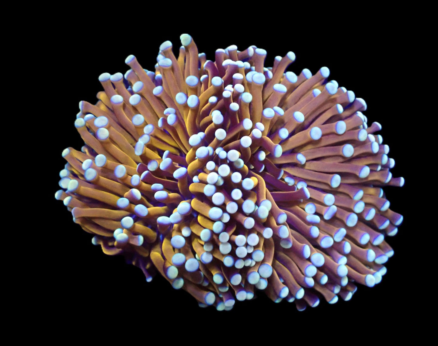 Euphyllia cristata (Gold) Pinke Spitzen