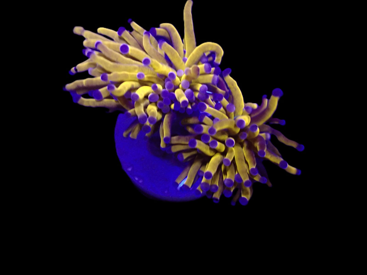 Euphyllia cristata (Gold Torch)