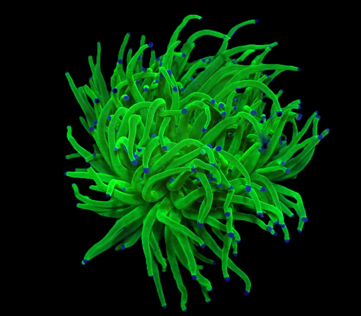 Euphyllia glabrescens (Blueberry) (M)