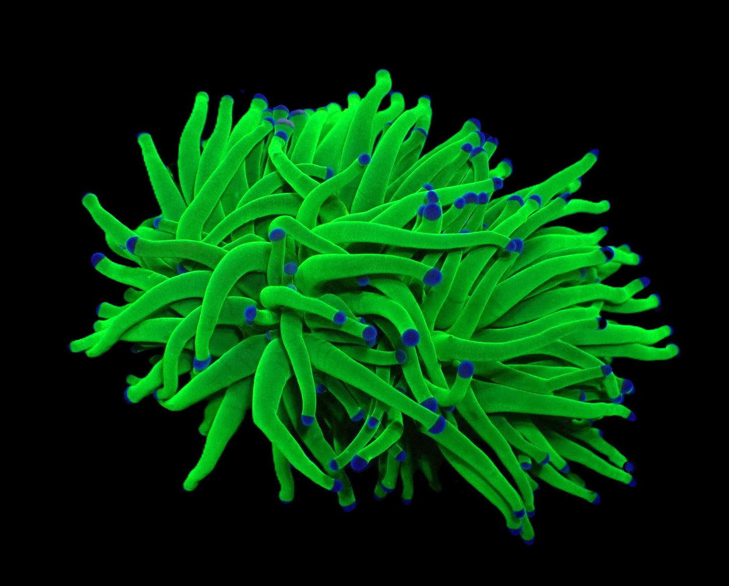 Euphyllia glabrescens (Blueberry) (S)