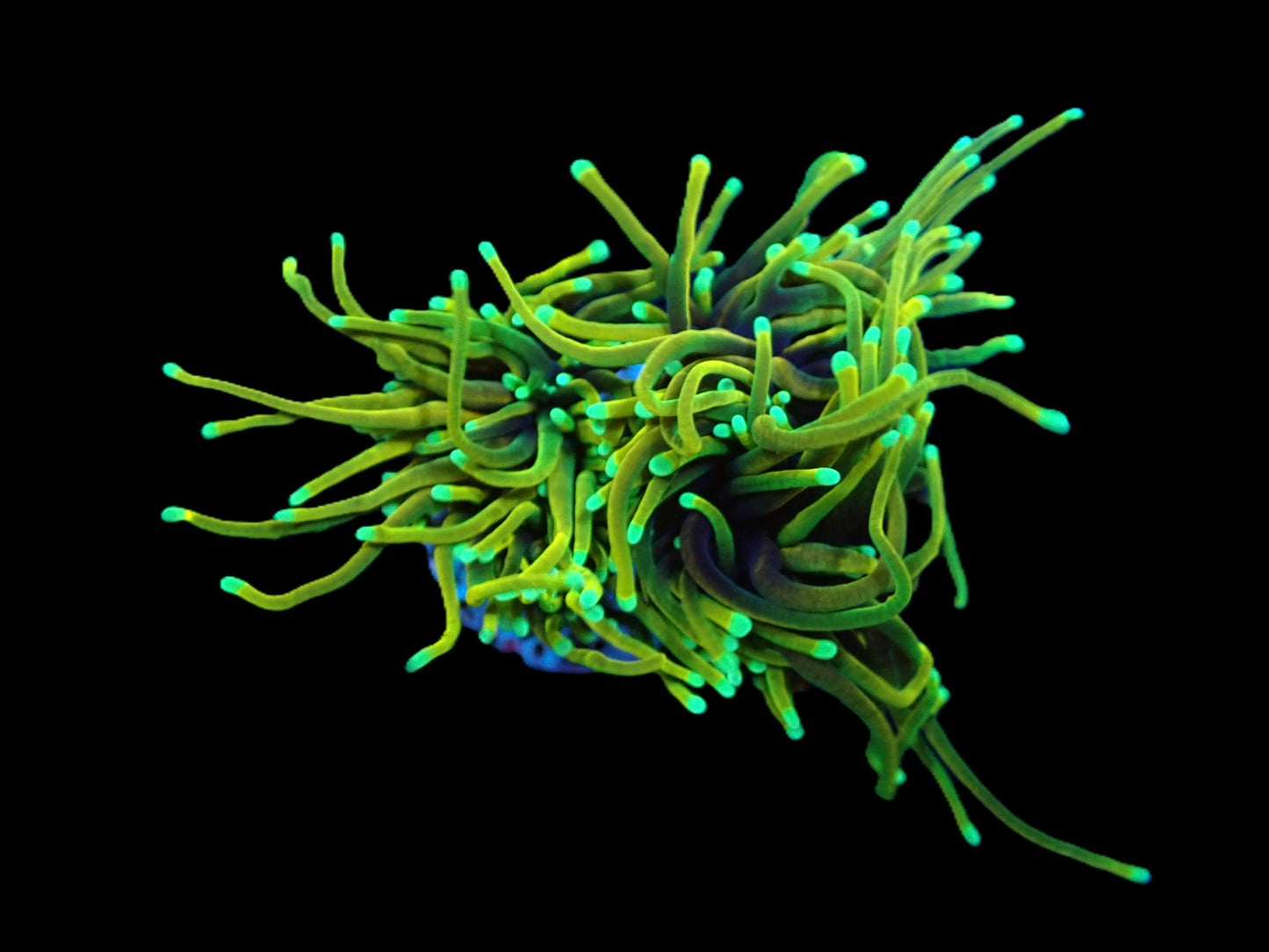 Euphyllia glabrescens (Dragon Soul) (S)