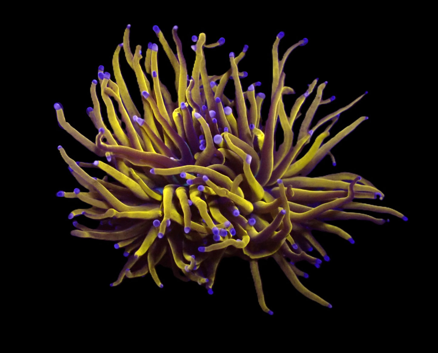 Euphyllia glabrescens (Gold Torch) (Grade A)