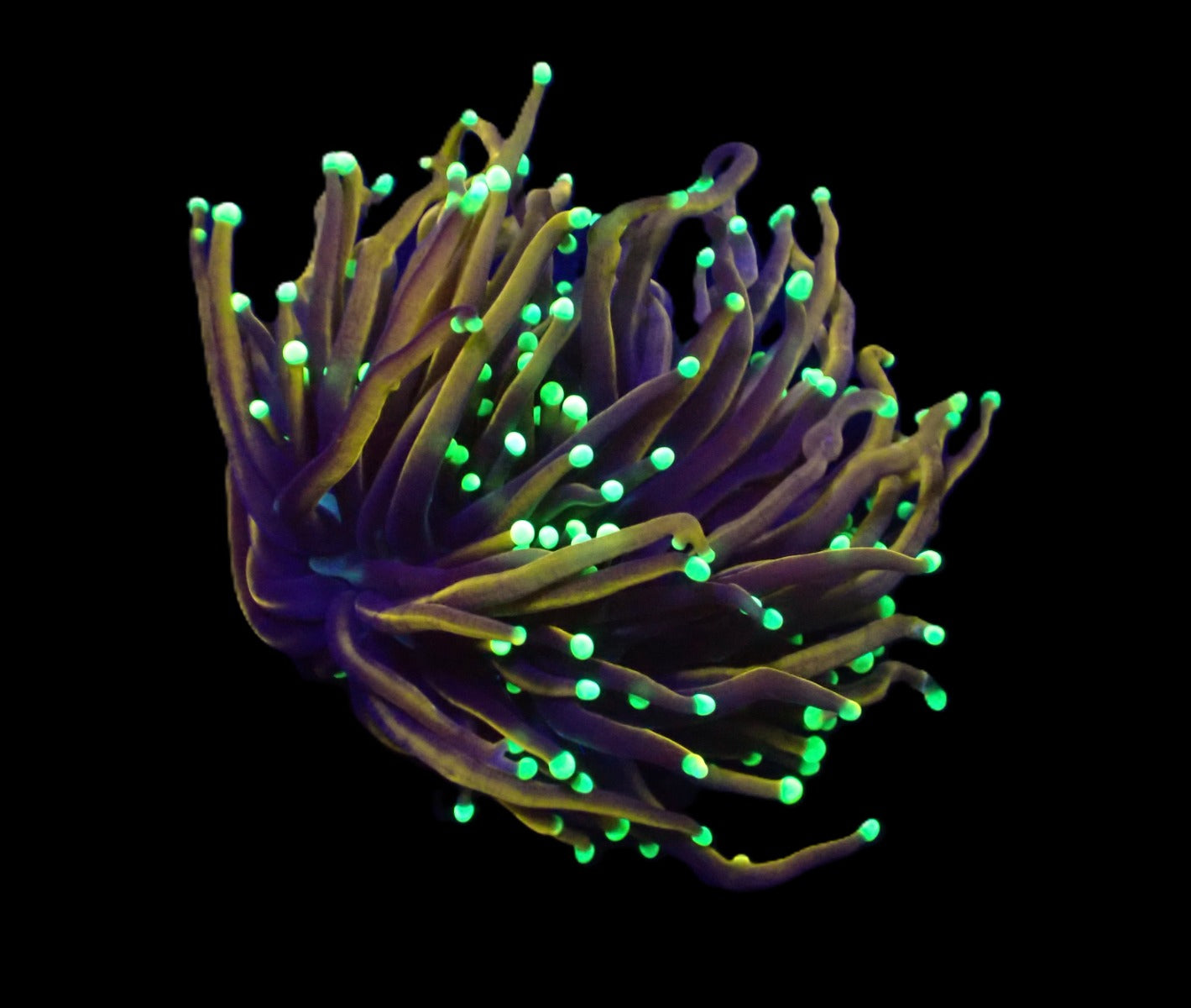 Euphyllia glabrescens (Hellfire) (S)