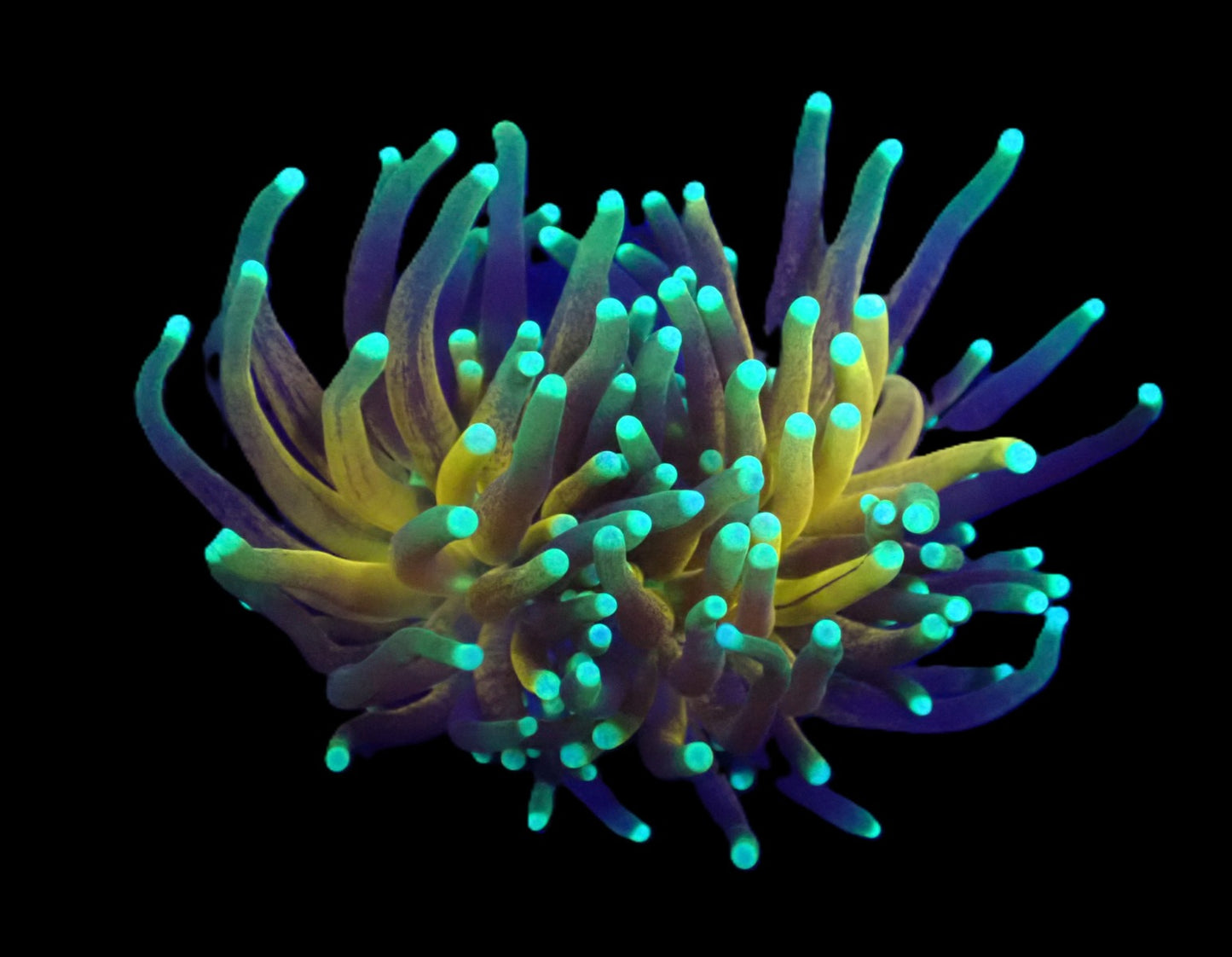 Euphyllia glabrescens (Tiger Torch) (2Köpfe)