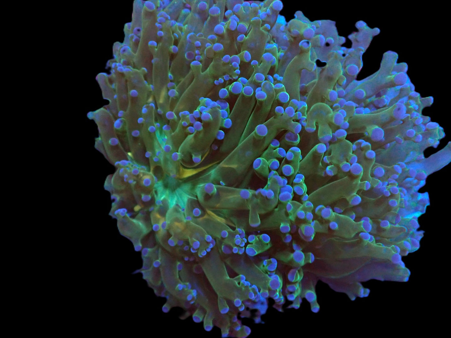 Euphyllia paradivisa (Acid Queen) (2 Köpfe)