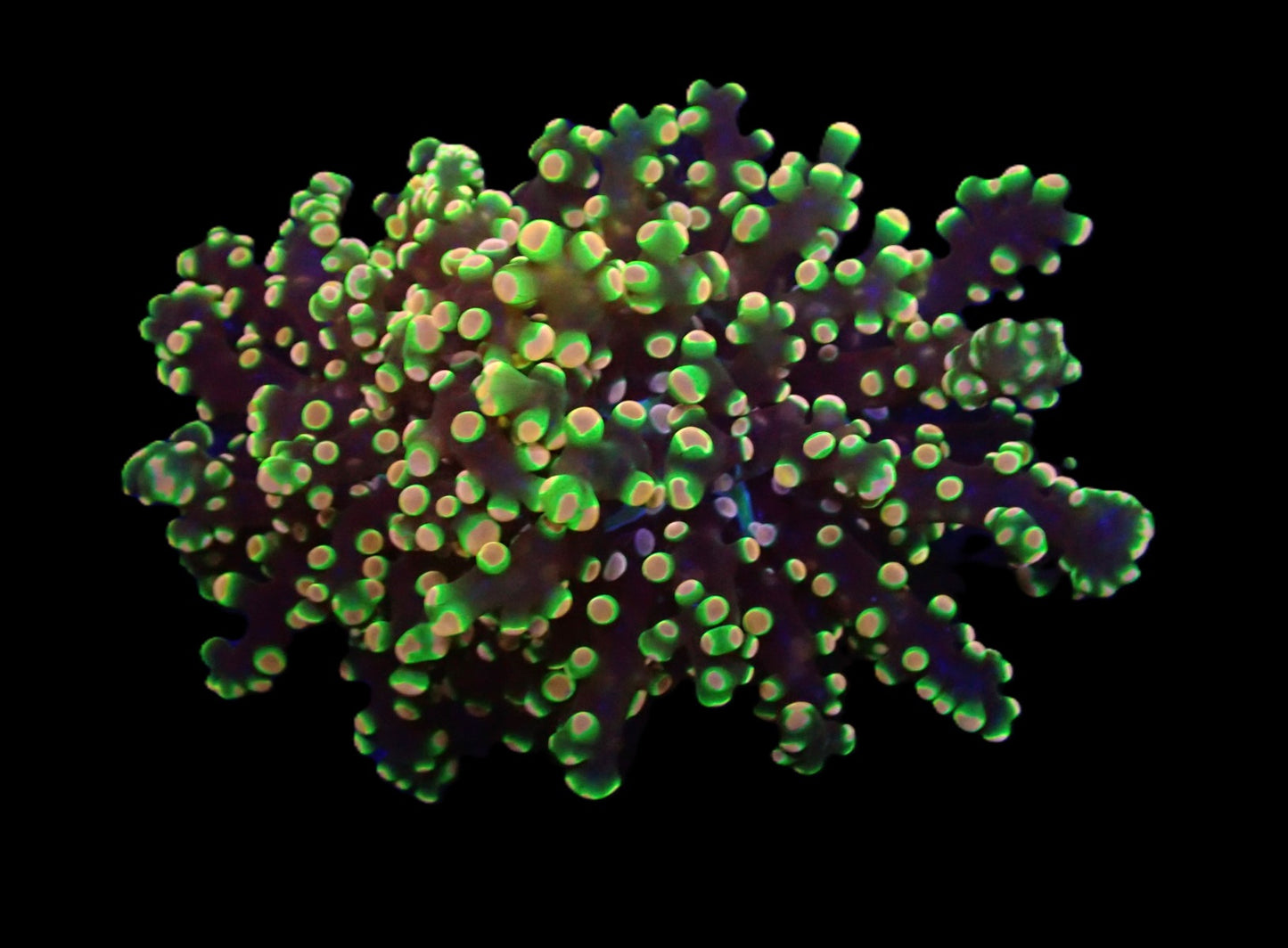 Euphyllia yaeyamaensis (Ultra)