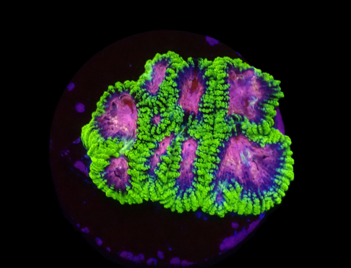 Favia sp. (WWC Space Monkey)