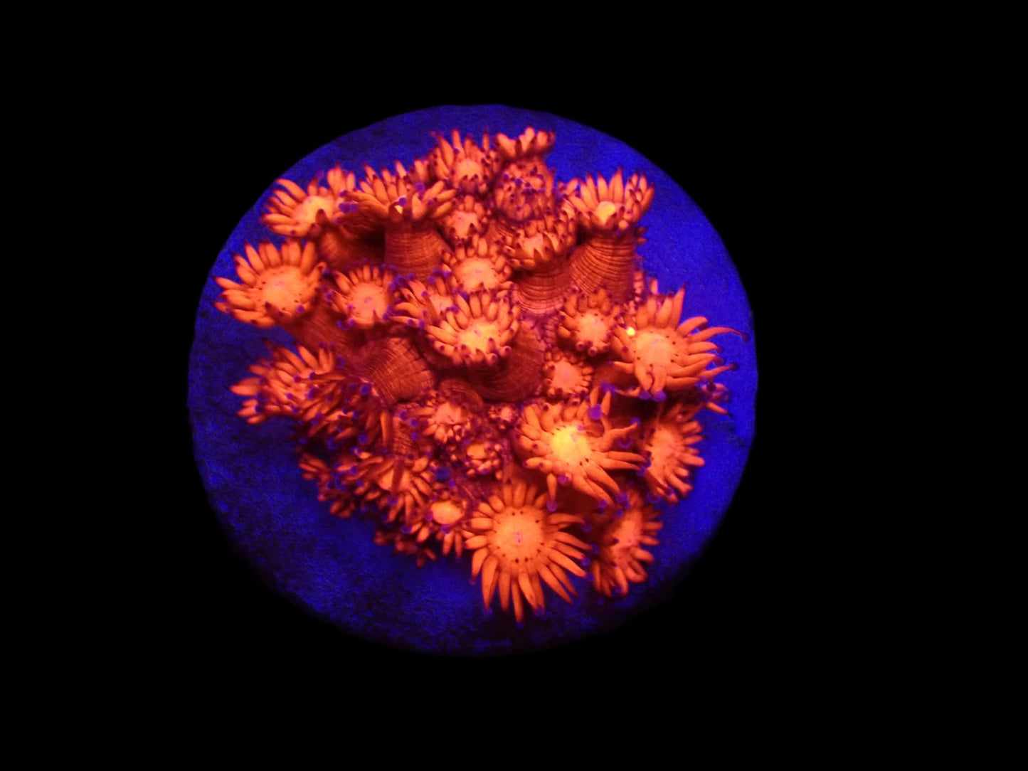 Goniopora sp. (Rot) (Ultra)