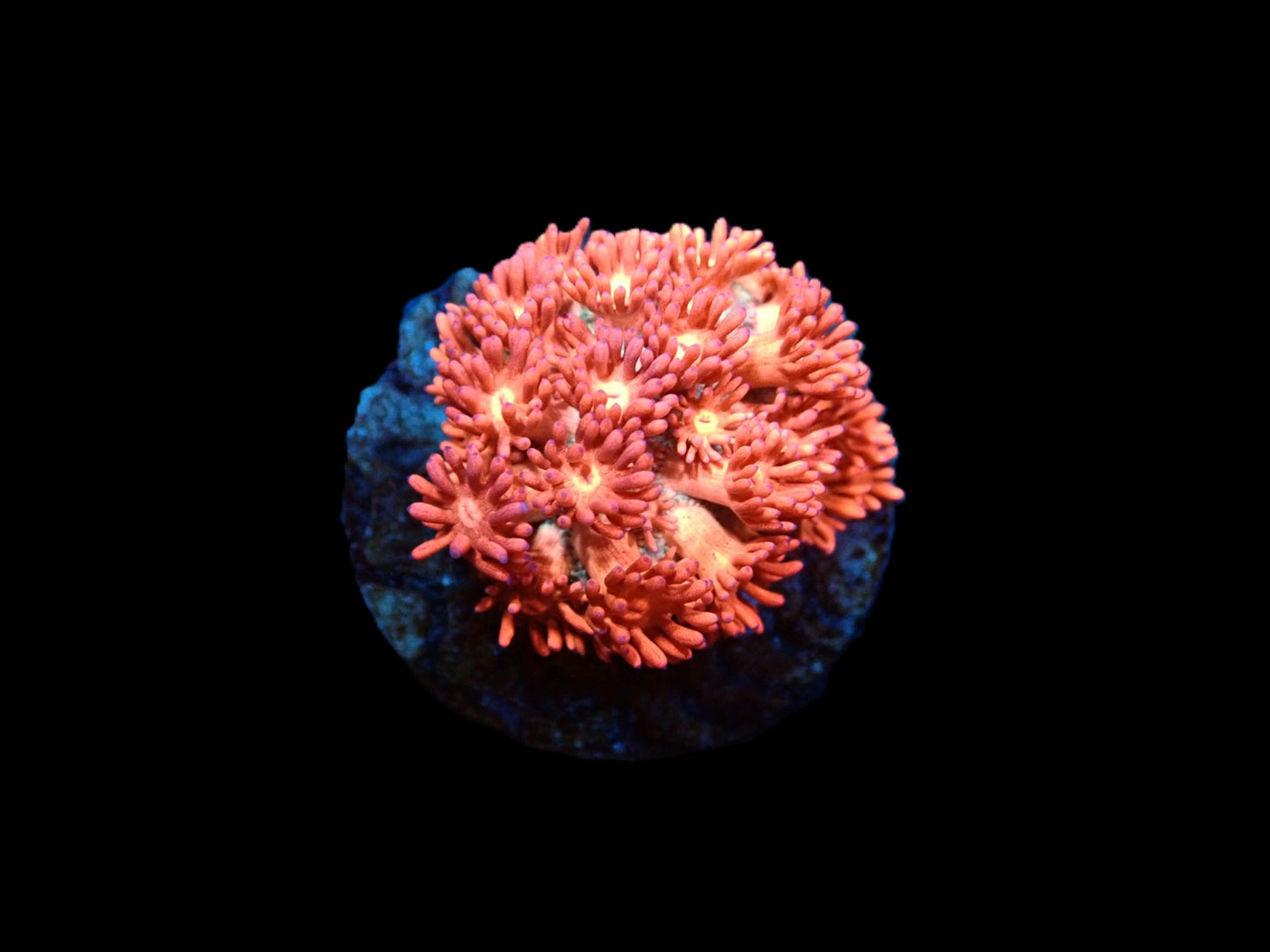 Goniopora Rose Candy