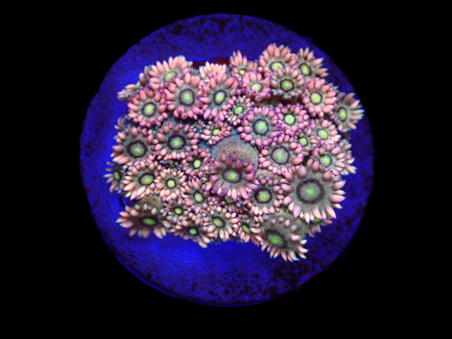 Goniopora sp. (Special)