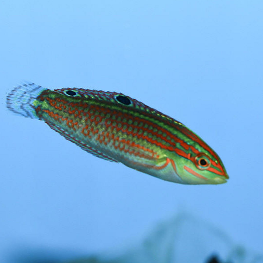 Halichoeres biocellatus - Rotstreifen Junker