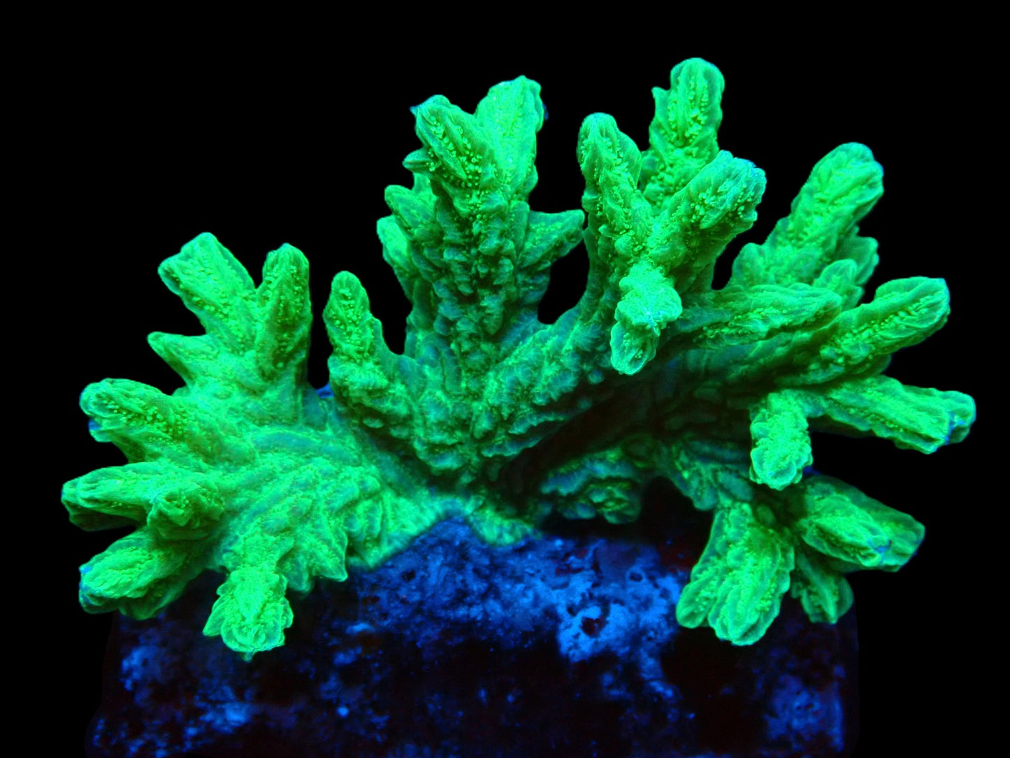 Lobophyllia sp. (Rainbow) L