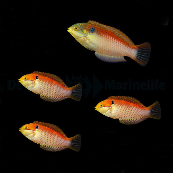 Macropharyngodon vivienae - Madagaskar Leopard Lippfisch