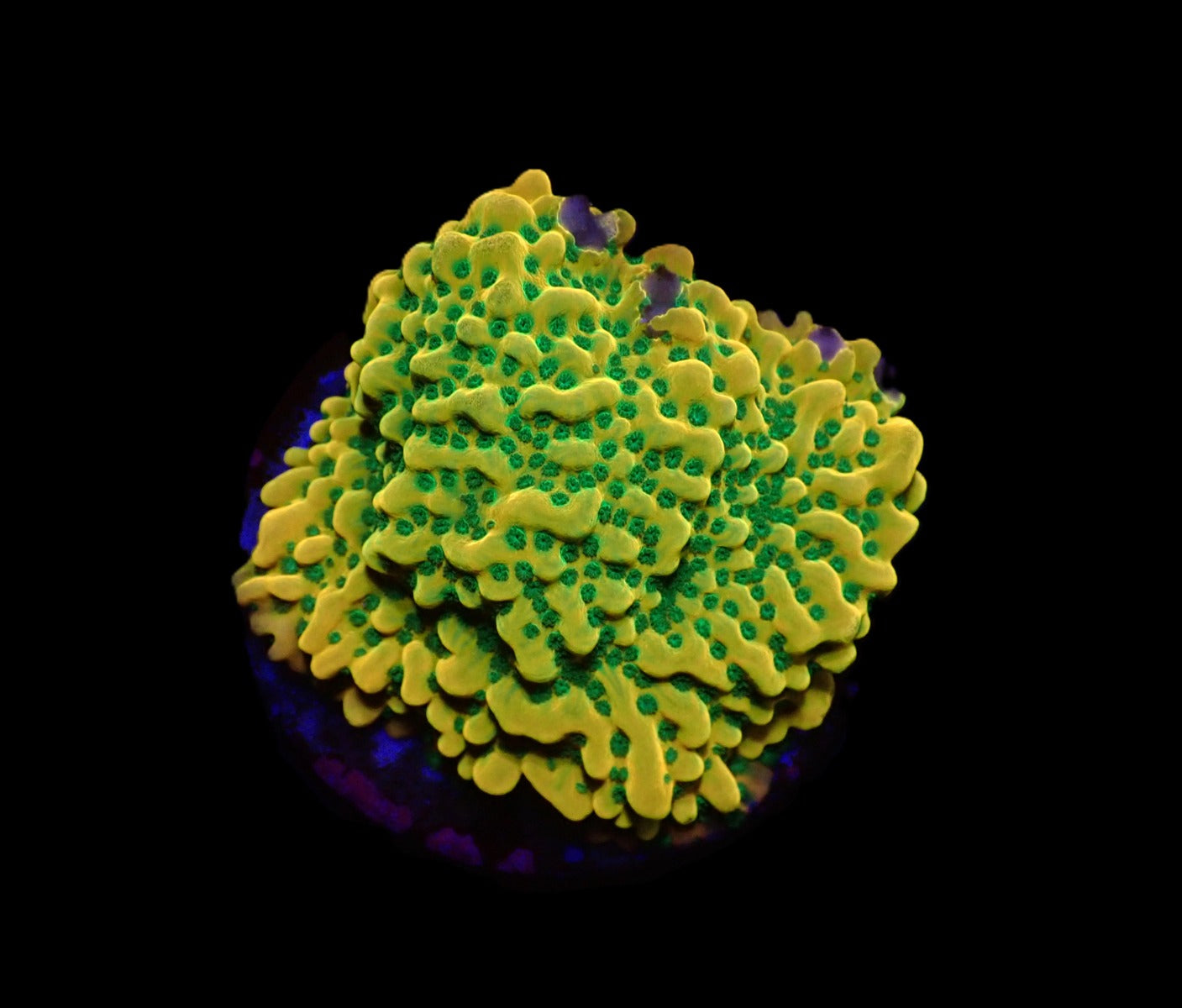Montipora danae (JF Beach Bum)