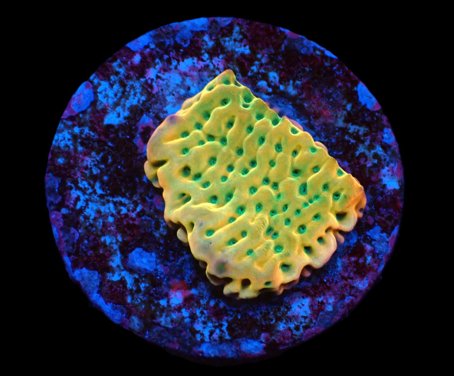 Montipora danae (JF Beach Bum)