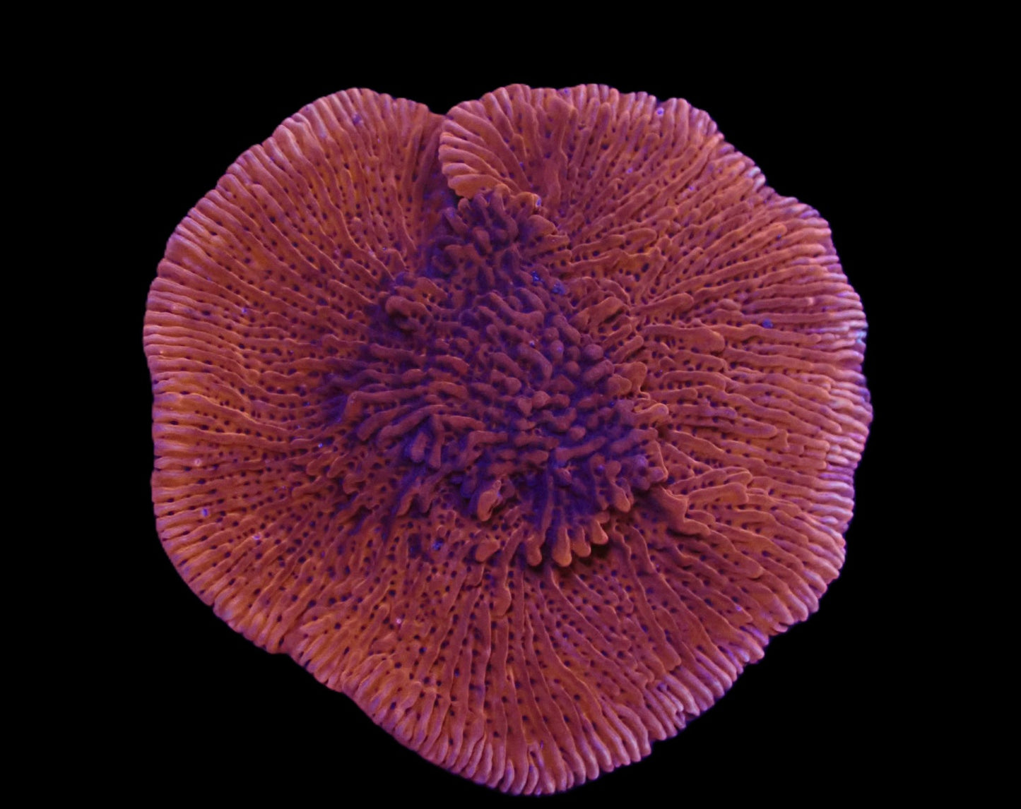 Montipora danae (JF Mean Streak) (L)
