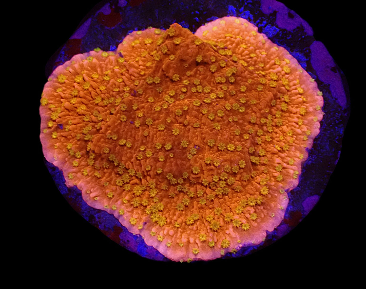 Montipora sp. (Sunburst)