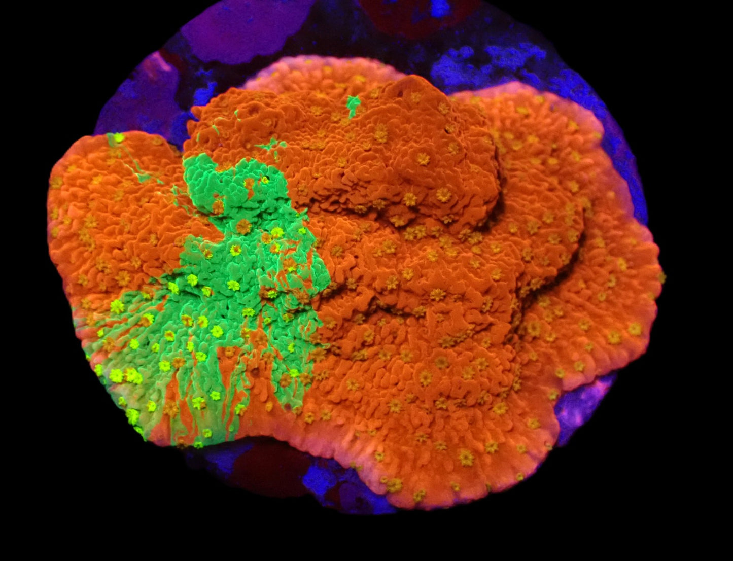Montipora sp. (WWC Sunfire Grafted)