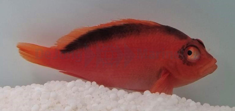 Neocirrhites armatus - Feuer Korallenwächter