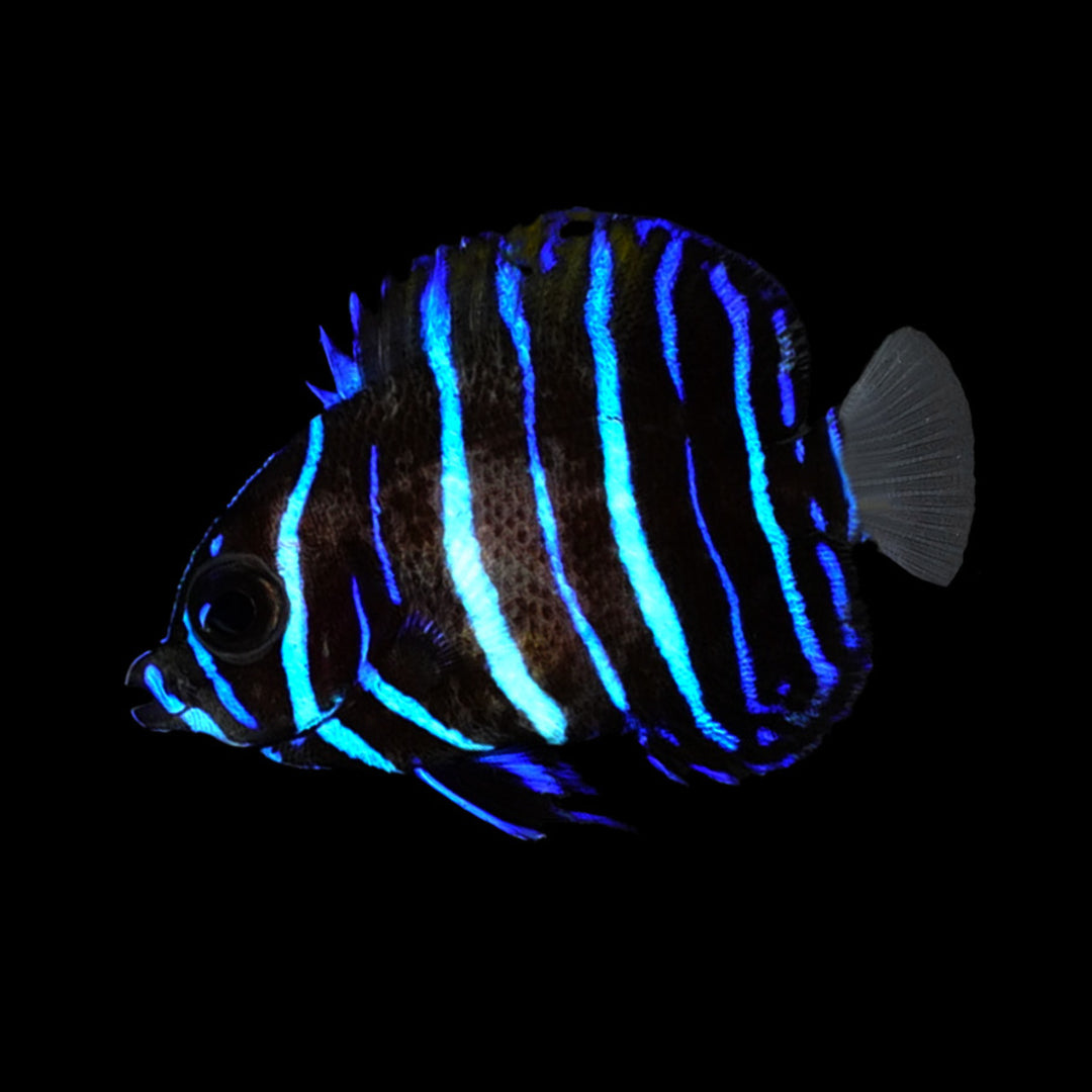 Pomacanthus navarchus (Juvenile) - Traumkaiser - Nachzucht