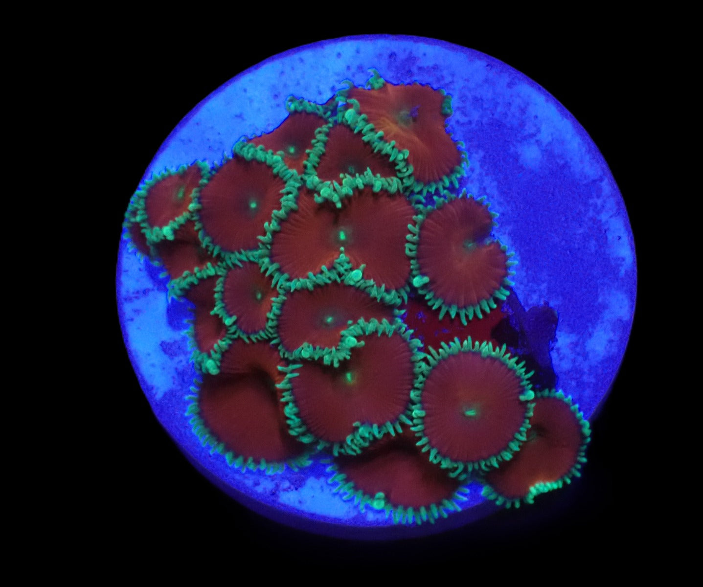 Palythoa sp. (Red Death)