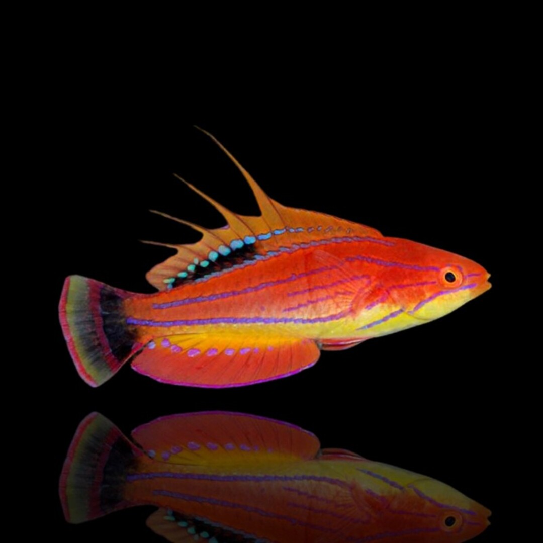 Paracheilinus carpenteri - Carpenters Zwerglippfisch