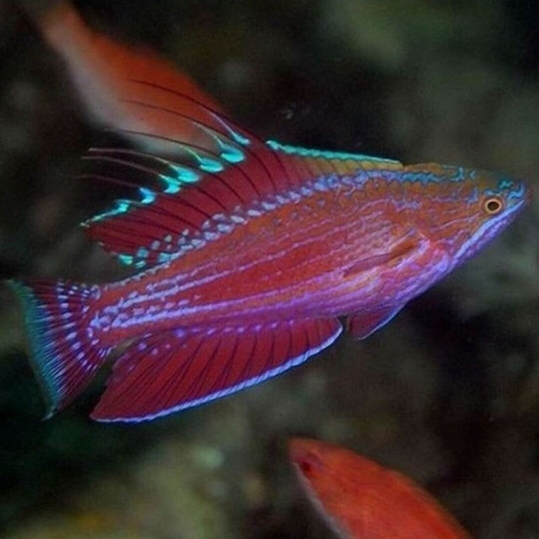 Paracheilinus cyaneus - Blauer Zwerglippfisch