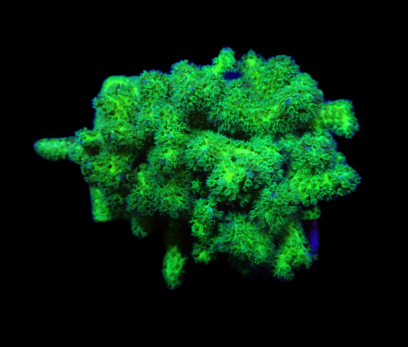 Pocillopora damicornis Gelb Grün
