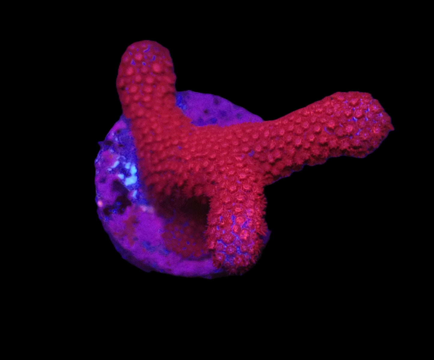 Porites sp. (Bordeaux)