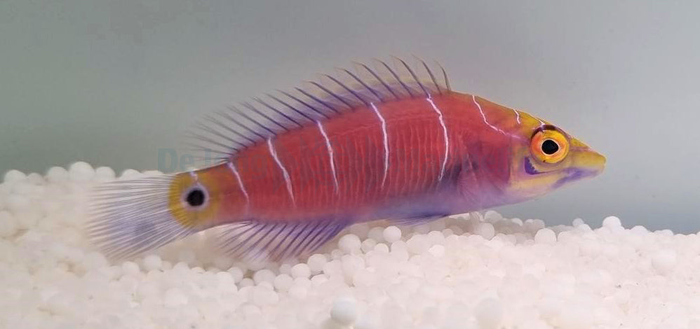Pseudocheilinus ocellatus - geringelter Zwerglippfisch