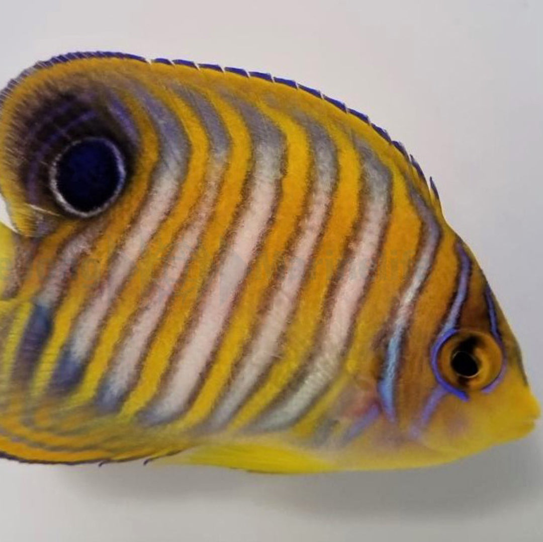 Pygoplites diacanthus (Pacific) - Pfauenkaiser