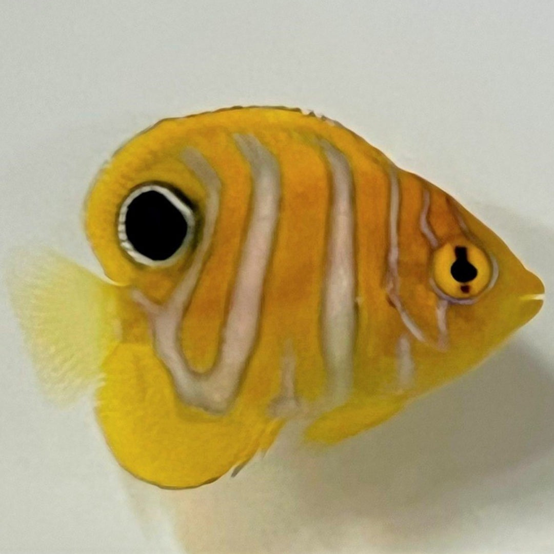 Pygoplites diacanthus (Pacific) - Pfauenkaiser - Nachzucht