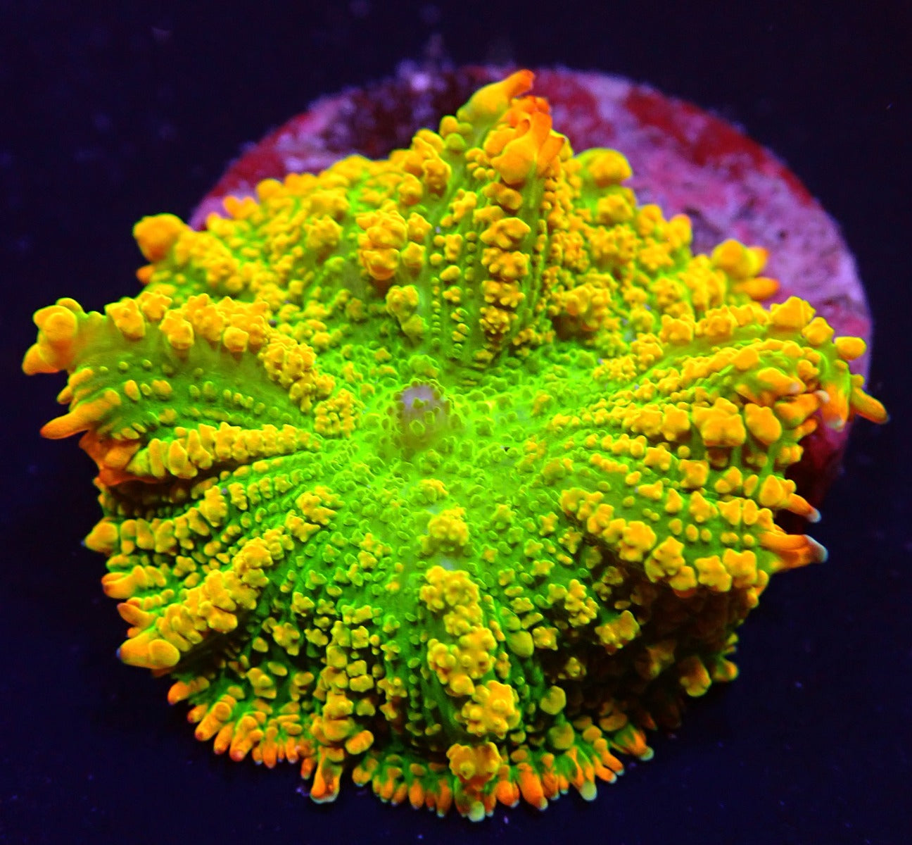 Rhodactis Tequila Sunrise