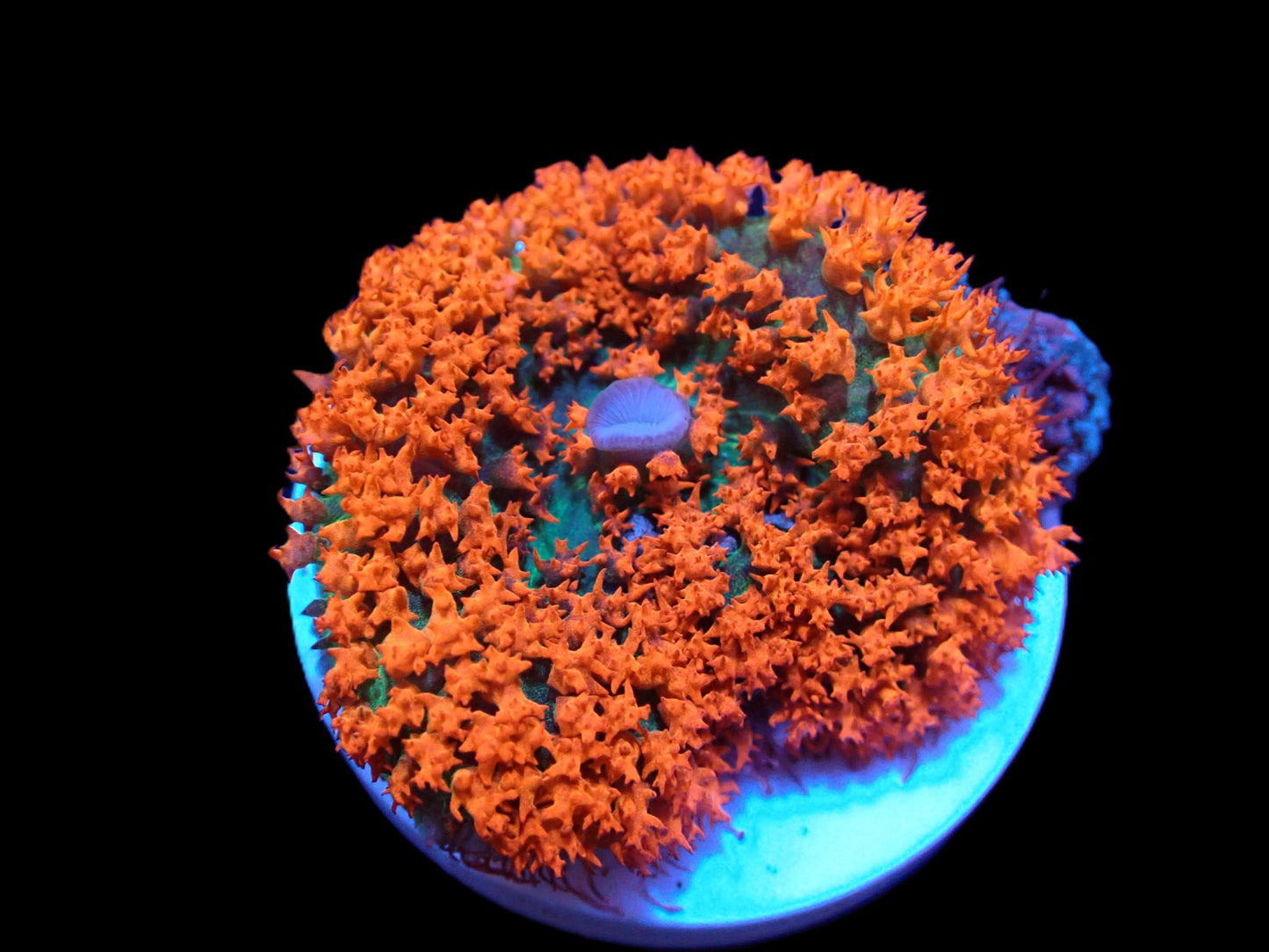 Rhodactis osculifera (Rot) (Ultra)