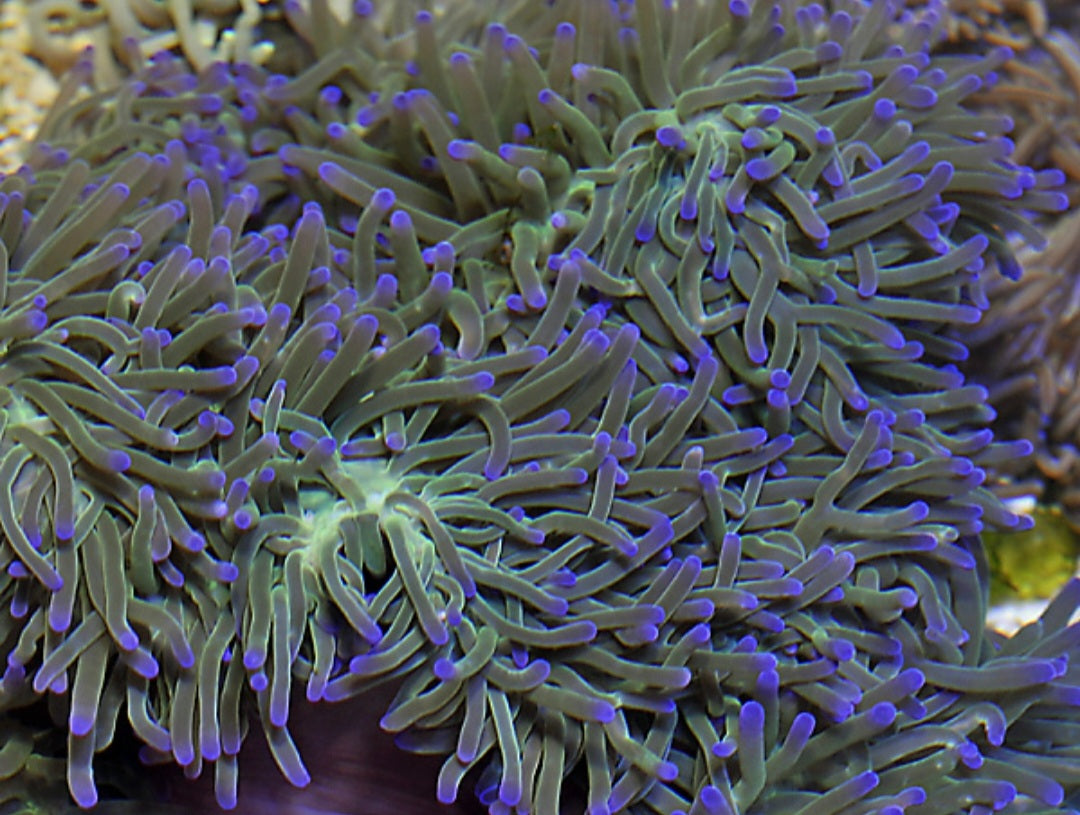 Heteractis magnifica - Prachtanemone