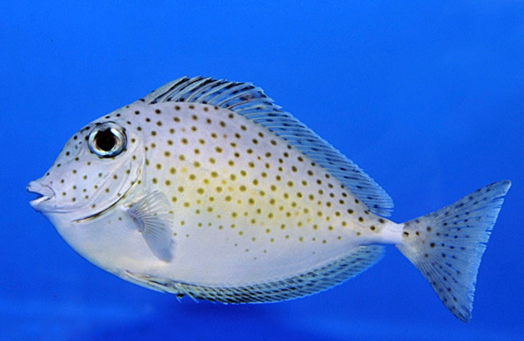 Naso Tuberosus